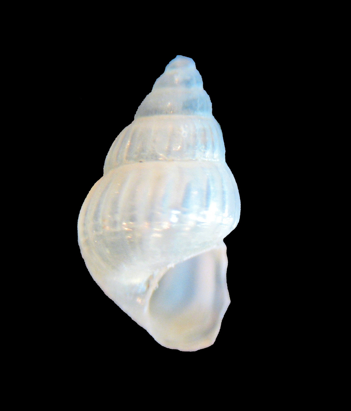 Pusillina radiata?